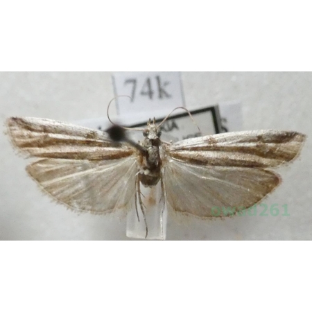 Phycitodes binaevella (Hübner, 1813) Slovakia74k